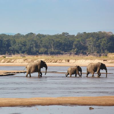 Beautiful view on elephants crossing Luangwa river, South Luangwa, Zambia, Africa