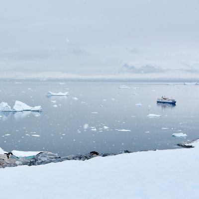 Far off photograph of penguins nesting in colony with icebergs in the background, Cuverville Island, Antarctica