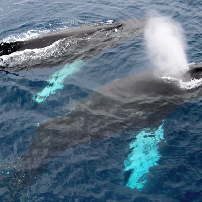 Humpback whales, Antarctica