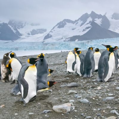 Antarktis Reisen