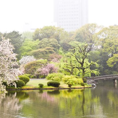 Cherry Blossoms in Japanese Garden near Shinjuku, Tokyo, Japan