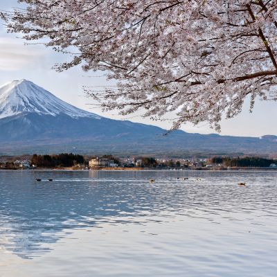 Cherry Blossom with Mt Fuji while on a Japan Private Tours