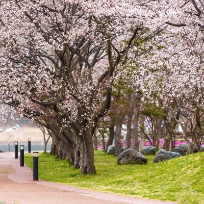 Cherry blossoms along walking path at Kawaguchiko Lake during Hanami festival, Japan