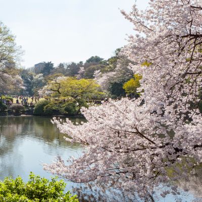 Pond and Cherry Blossom trees in Shinjuku Gyoen national garden, Tokyo, Japan