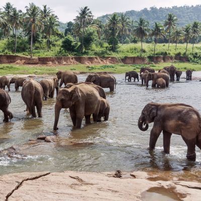 elephants in pinnawela sri lanka, Asia