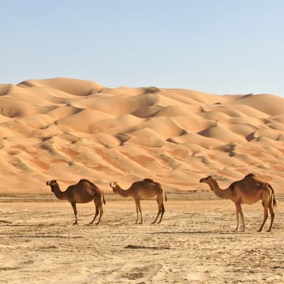 Camels in the Rub al Khali or Empty Quarter. Straddling Oman, Saudi Arabia, the UAE and Yemen