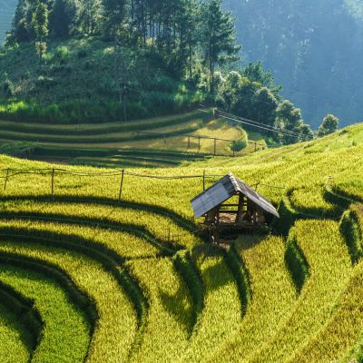 Terraced rice field in harvest season in Mu Cang Chai, Vietnam, Asia