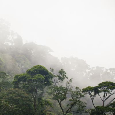 misty jungle forest near Rio at Brazil, South America