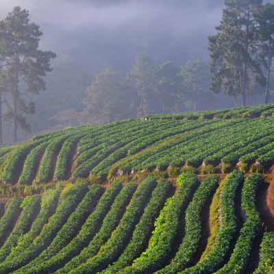 Planting on slopes Strawberry growers Controller,Northern of Thailand