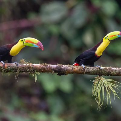 Keel-billed Toucan - Ramphastos sulfuratus, large colorful toucan from Costa Rica forest with very colored beak