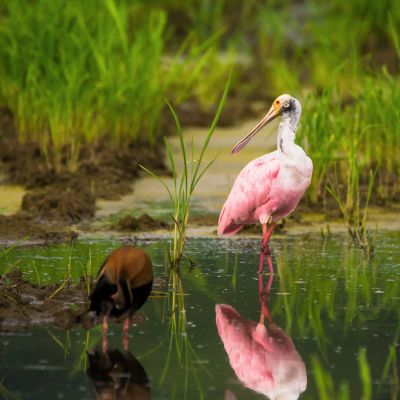 Pink spatula and ducks. Costa Rica, natural paradise