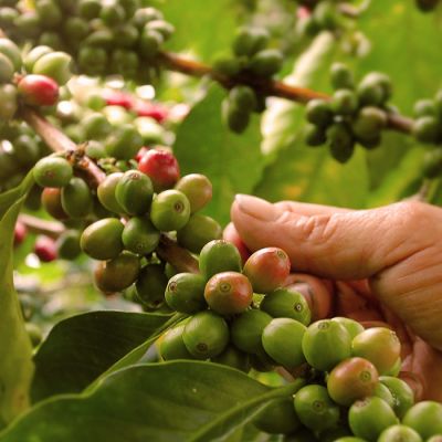 Cuisine in Colombia - Enchanting travels Colombia tour Coffee plantation