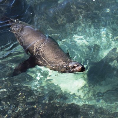 Sea lion swimming in the crystal clear green waters near the coast of the island of San Cristobal, Galapagos Islands, Ecuador, South America