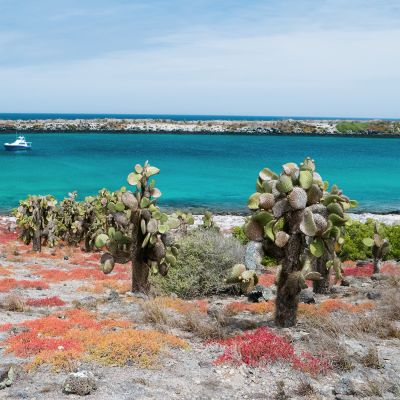 Beautiful landscape of Galapagos South Plaza island, South America