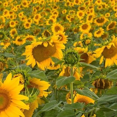 Enchanting Travels France Tours A field of sunflowers surround an old building in Provence, France - Best time to visit France