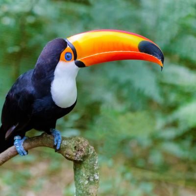 Enchanting Travels Colorful toucan