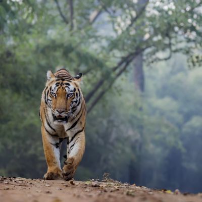 Tiger reserve of Central India