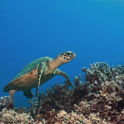 green sea turtle, great barrier reef. Australia
