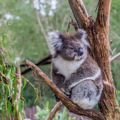 Koala or marsupial bear, Australia