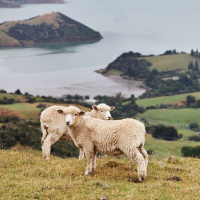 New Zealand landscape, Banks Peninsula