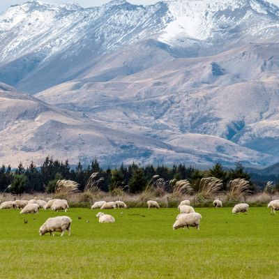 A stunning landscape scene of the agriculture in a rural area in New Zealand