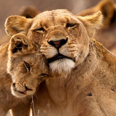 Lions Kruger South Africa Tour