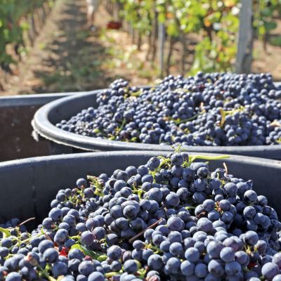 Harvesting grapes in grape yard, Chile, South America