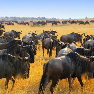 Kenya or Tanzania: Which wilderness safari is the one for you?