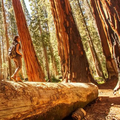 Hiker in Sequoia national park in California, USA