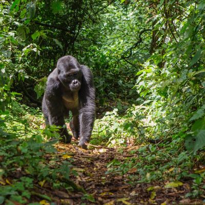 Classic Uganda Safari: Gorillas, Mountains and Great Lakes