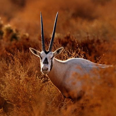 Oryx - Jordan - Jordan vacation packages