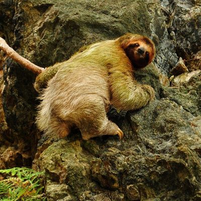 Three-toed Sloth, Bradypus variegatus in Manuel Antonio National Park in Costa Rica