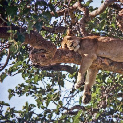 Uganda Sehenswürdigkeiten: Kletternde Löwen