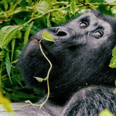 Rwanda Gorillas