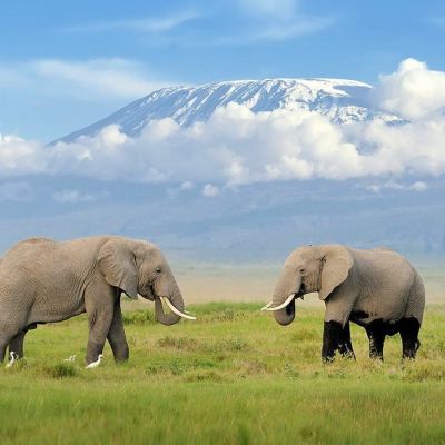 Elephants, in the background Mount Kilimanjaro