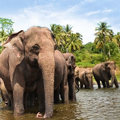 asia-sri-lanka-yala-elephants