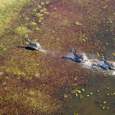 Aerial,View,Of,Plains,Zebras,,(equus,Quagga),,Okavango,Delta,,Botswana.