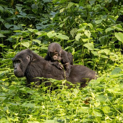 Ten Best Things to do in Africa