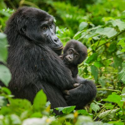 female mountain gorilla with a baby. Uganda. Bwindi Impenetrable Forest National Park