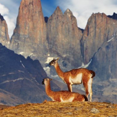 Guanacos in chile