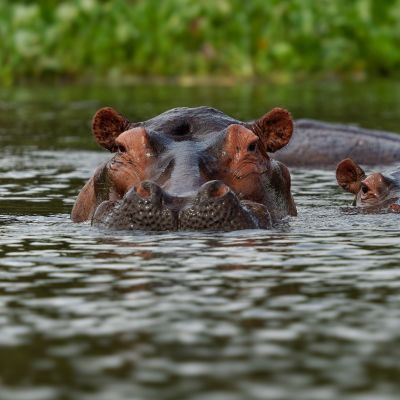 Ausgewachsenes Flusspferd mit kleinem Jungen Zambezi River Sambia Afrika