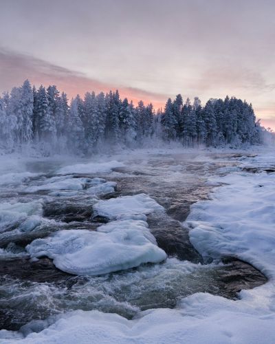Storforsen rapids in winter, Sweden, with icy churning water, snow-covered trees, rising mist, and a pink twilight sky.