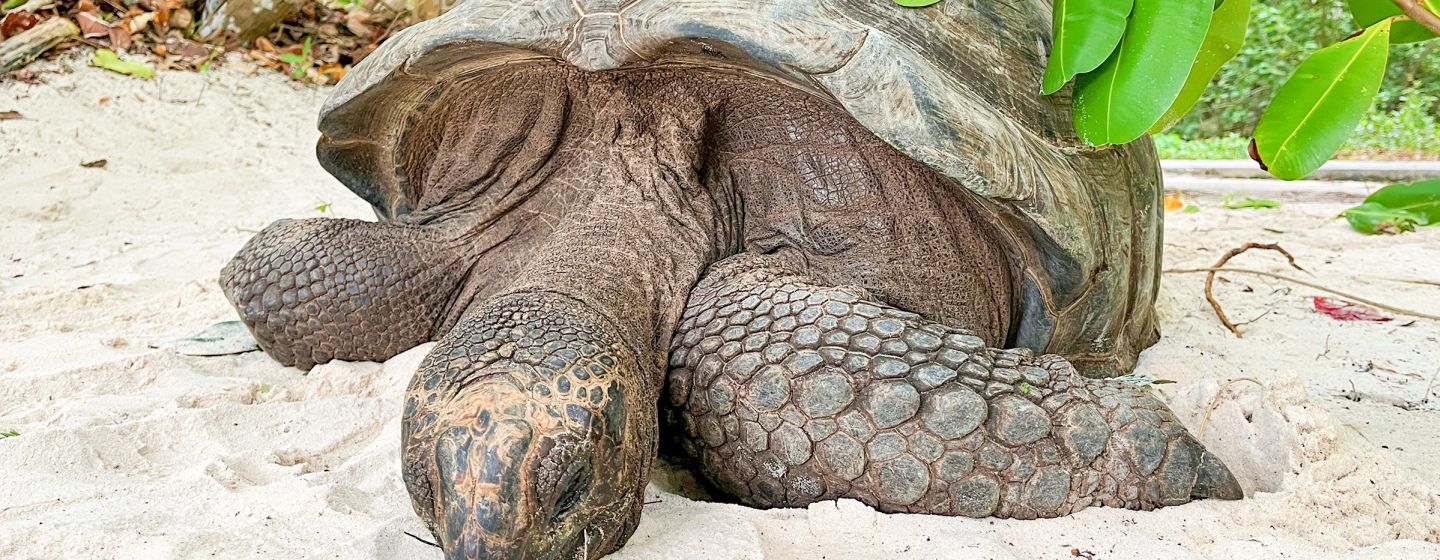 Seychelles