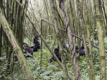 Wildlife Holidays in Rwanda