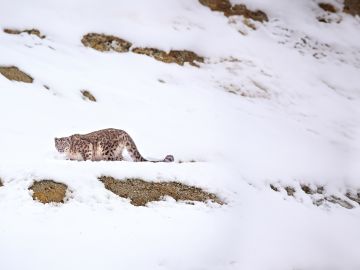 Tracking Snow Leopards: Himalayan Highs with Valerie Parkinson 