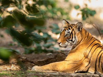 Seeking the Eye of the Tiger: Richard Kitzinger’s Journey Into The Wilds Of India