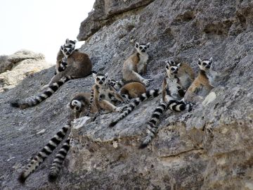 Wildlife Holidays in Madagascar