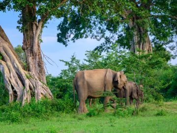 Sri Lanka Wildlife Holidays