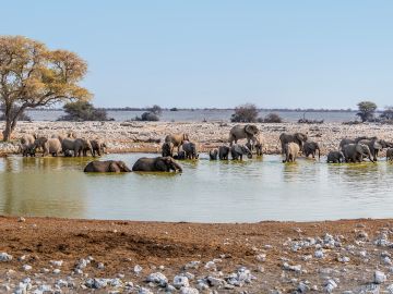 Creature Comforts: Our Top 7 Places to Stay Surrounded by Wildlife