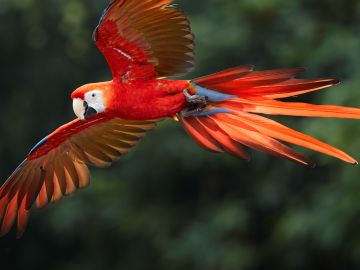 Rainforest Birds: Species List & Top 10 - Rainforest Cruises